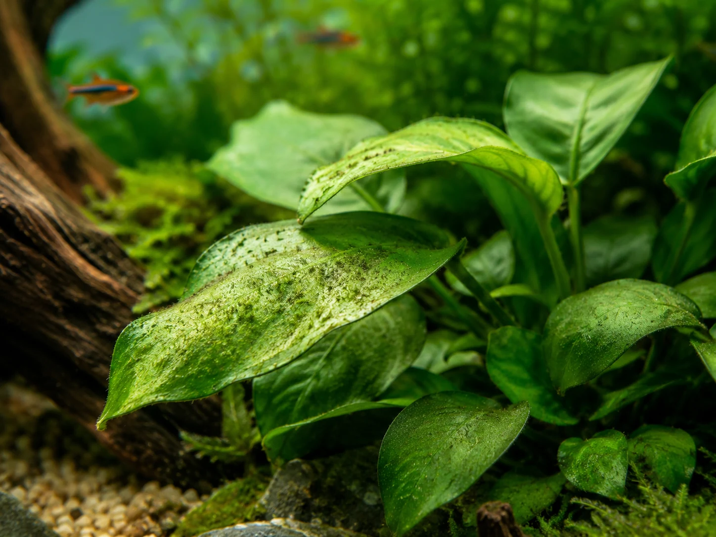 Anubias Leaves Algae Too Much Light