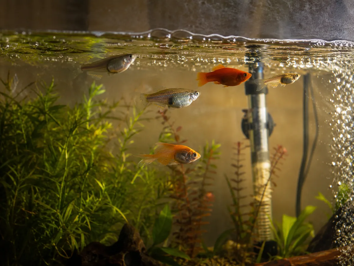 Aquarium Equipment Heaters 7