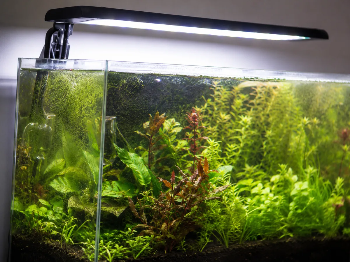 Aquarium Equipment Lights 5