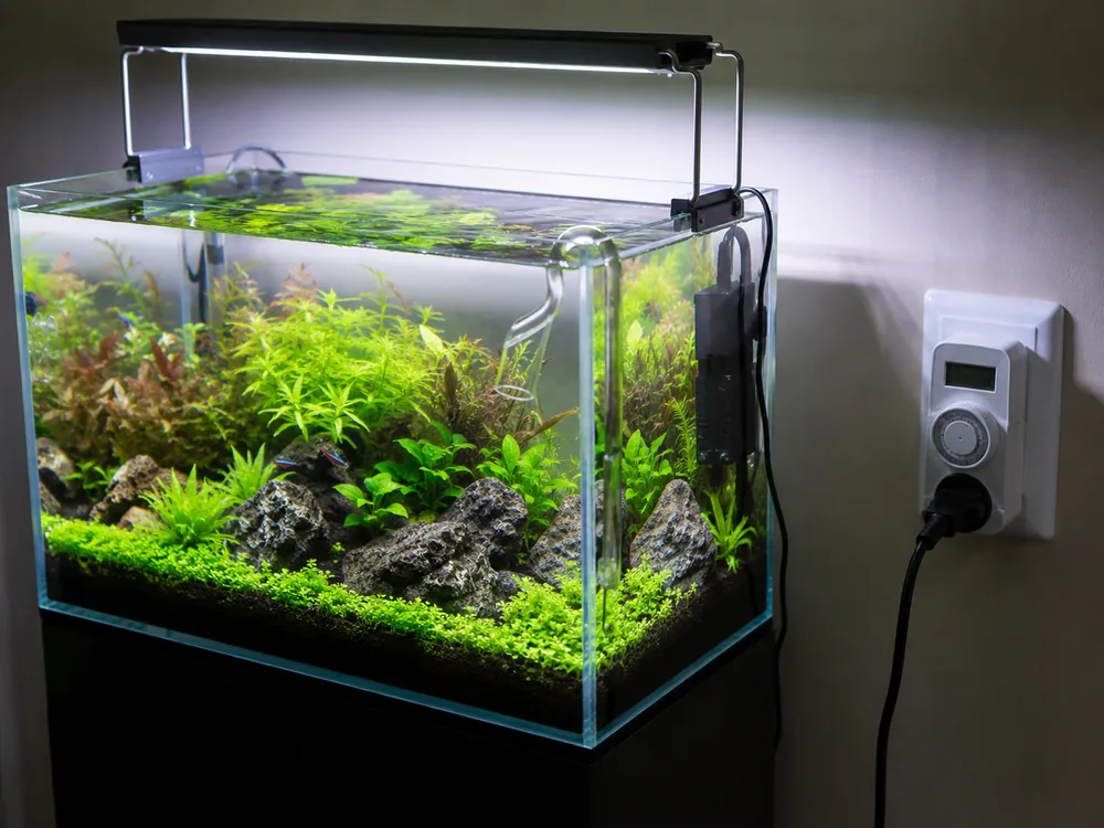 Aquarium Light Timer Schedule