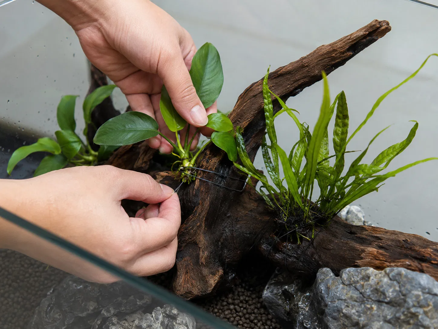 Attaching Anubias Java Fern