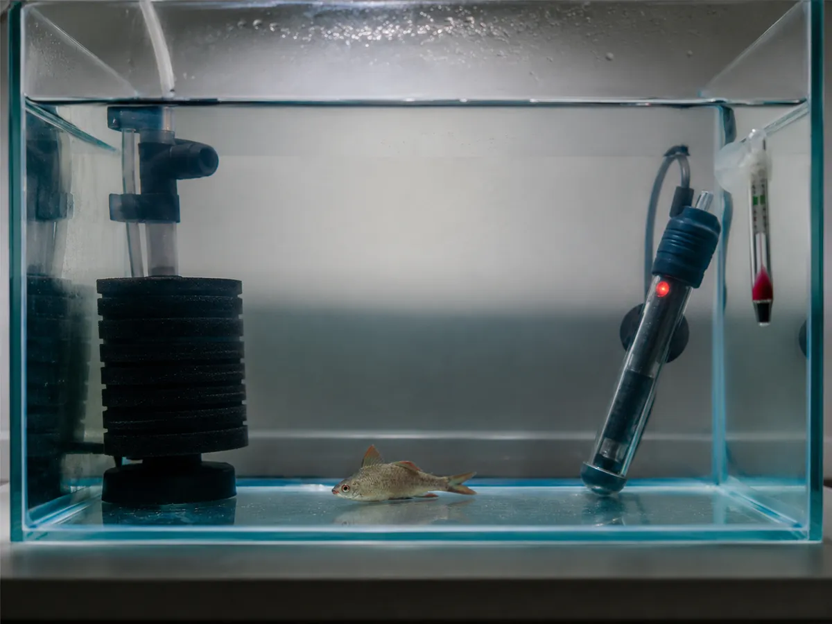 Bare Bottom Fish Hospital