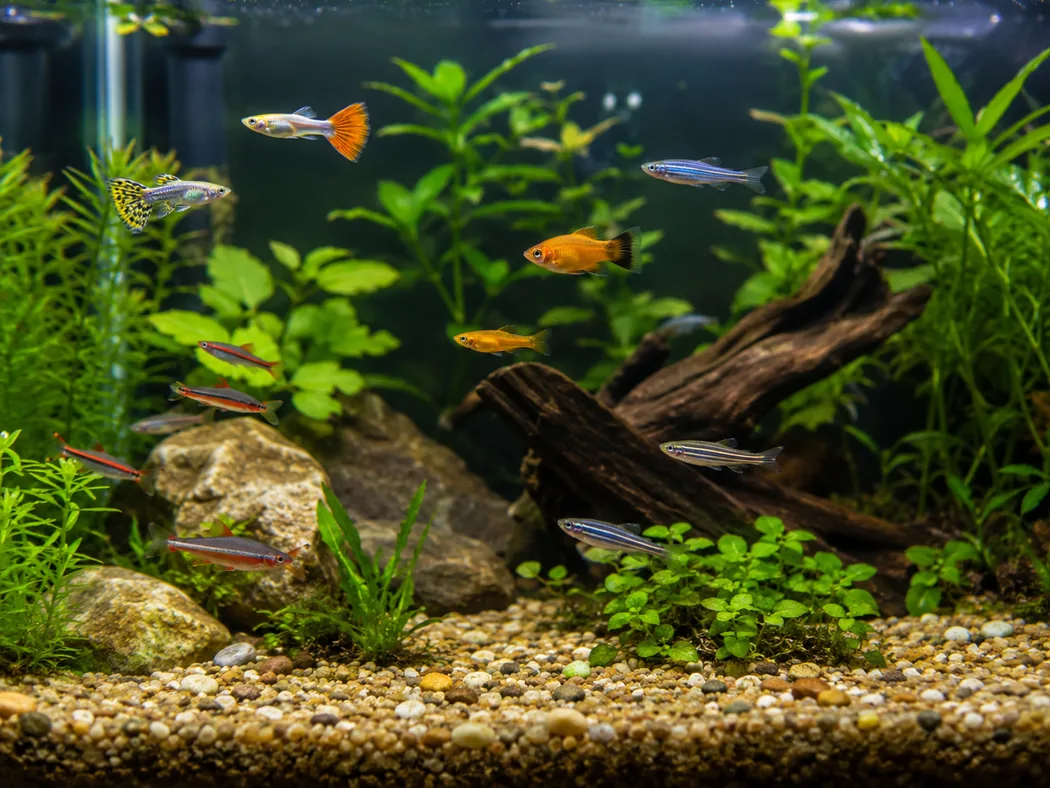 Beginner-friendly freshwater fish swimming in a clean planted aquarium after cycling