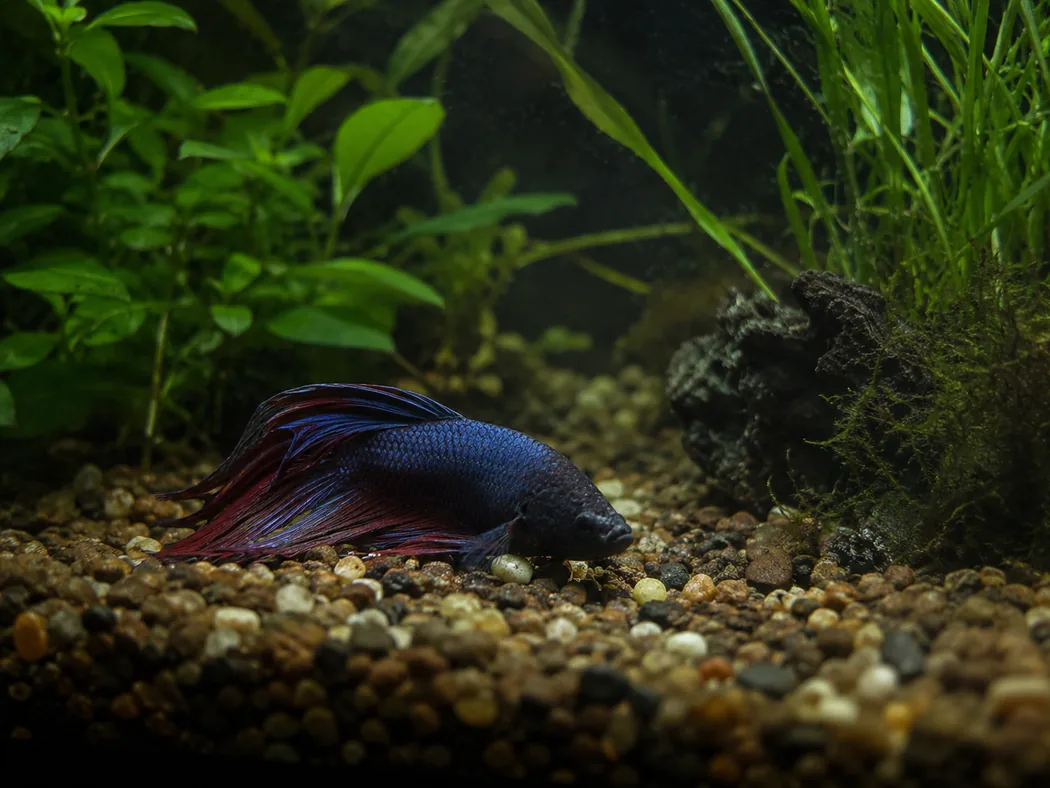 Lethargic betta low in a planted aquarium as a warning sign