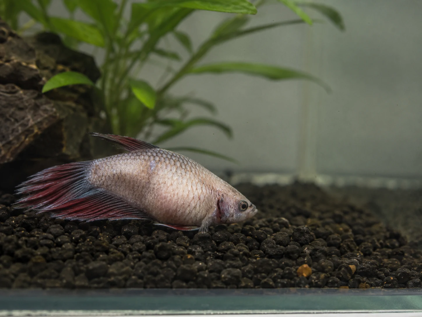 A betta resting low with swelling and weakness needs urgent pattern-based care, not slow guessing.