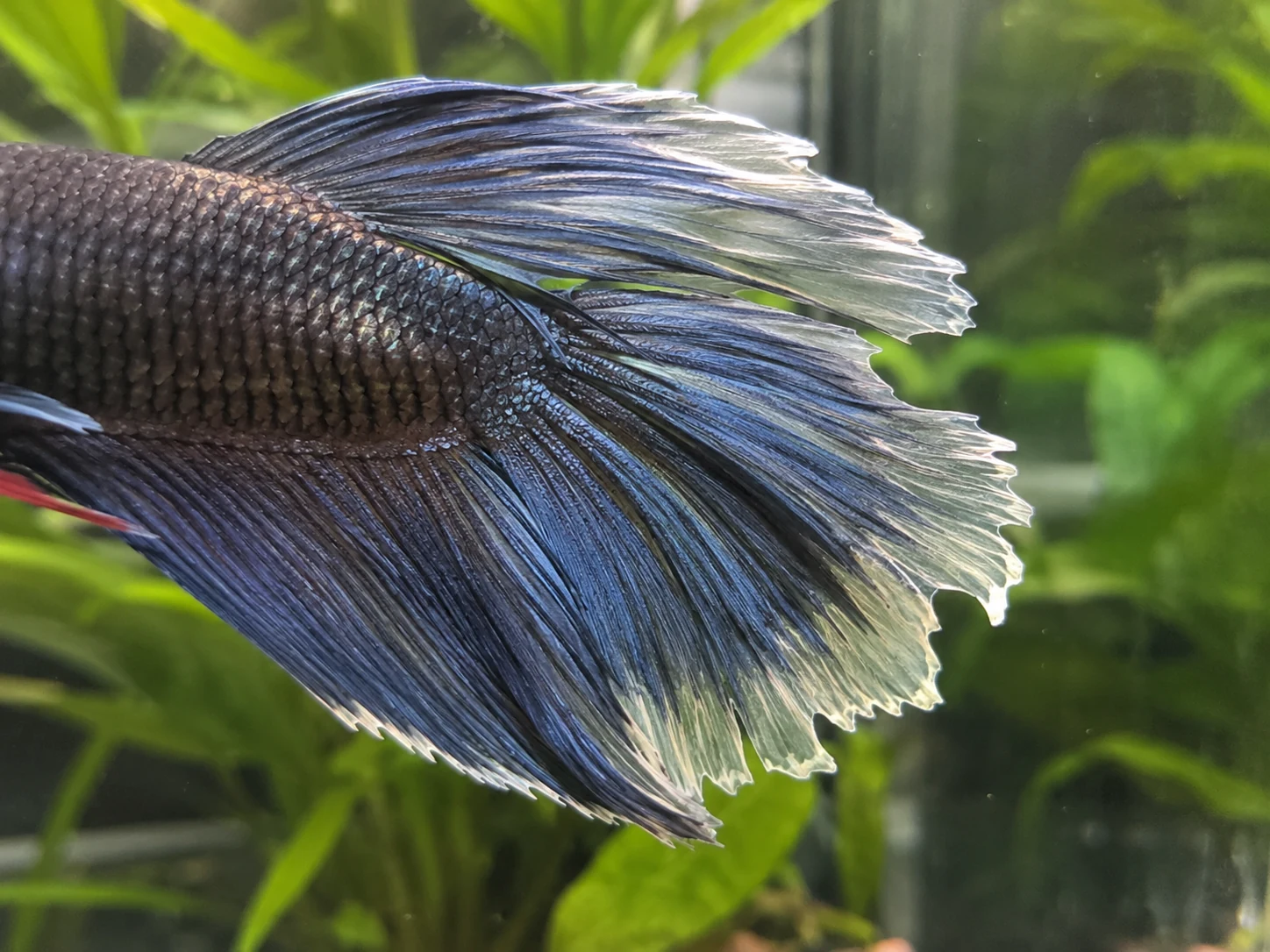 Clear pale fin edges can be new regrowth, not active rot, when the fin is expanding outward.