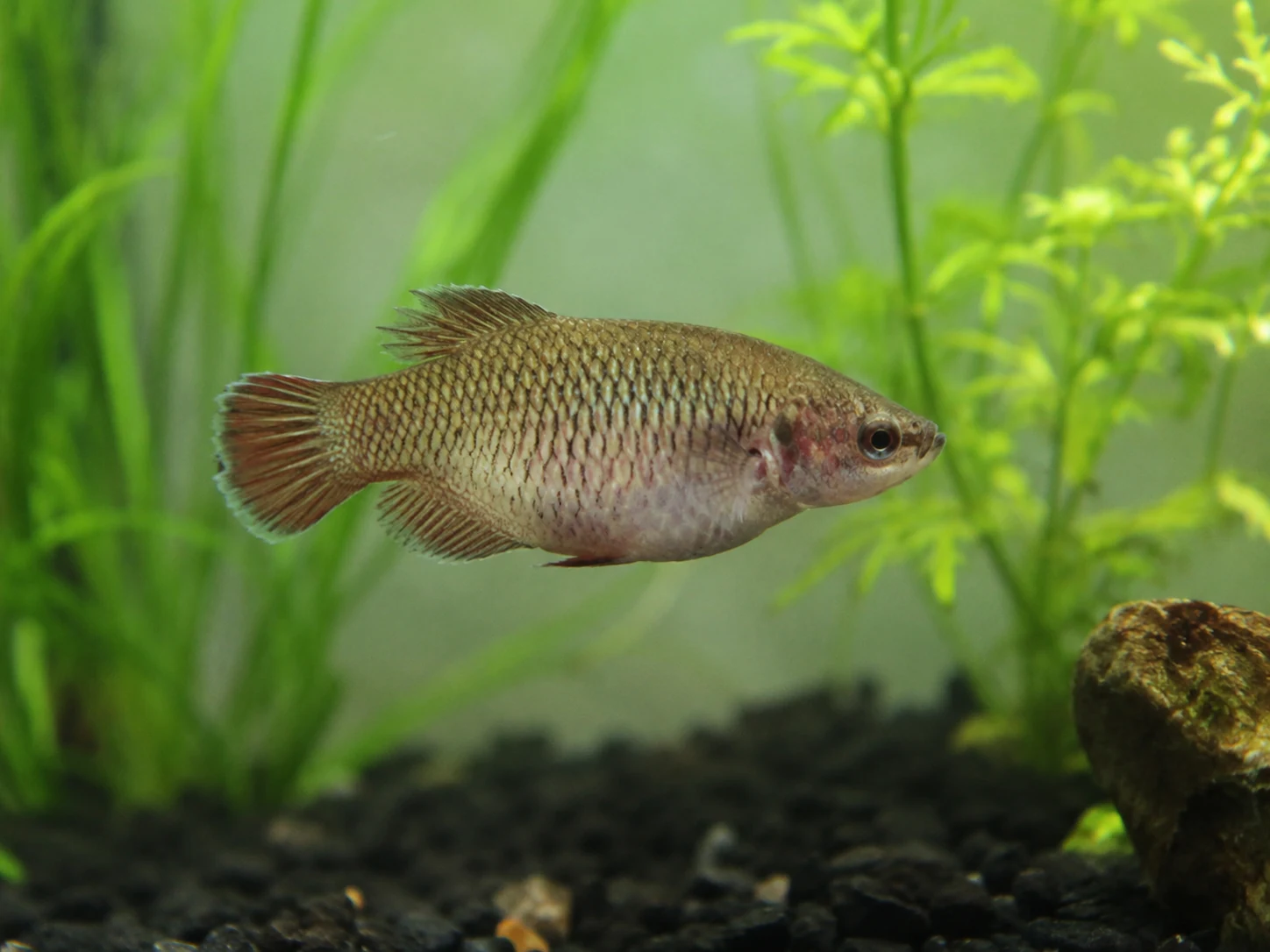 Bloated betta fish in a planted aquarium