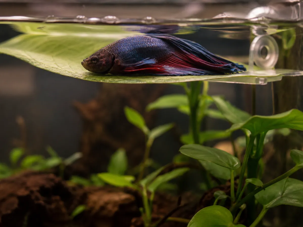 Betta Floating Sideways Observation