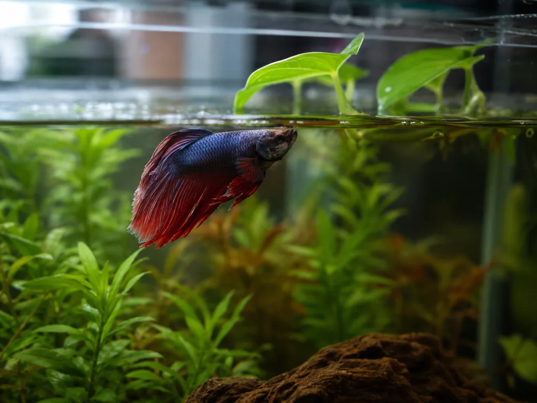 Betta fish lingering near the surface as a warning sign
