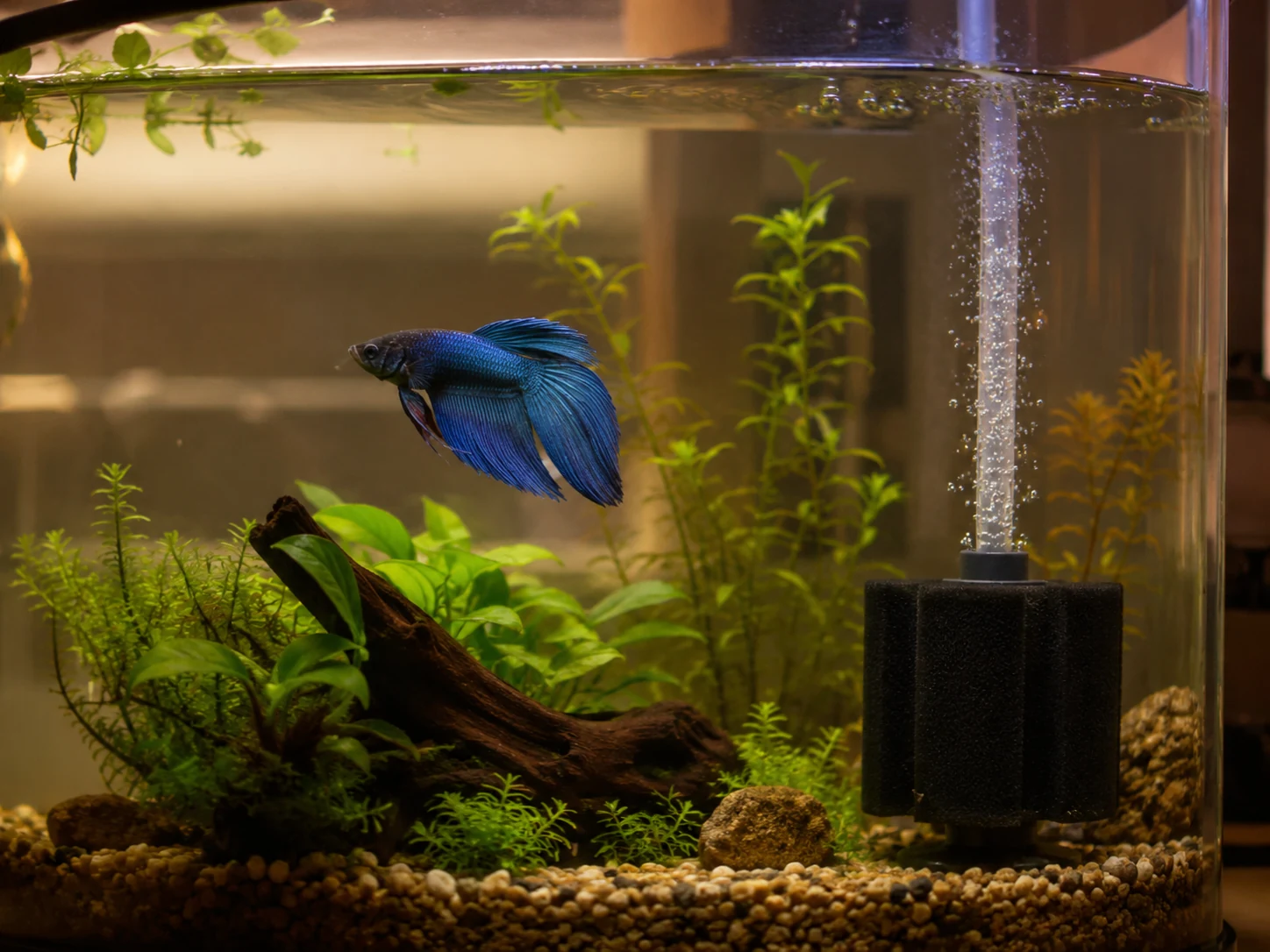 Betta tank with gentle sponge filter bubbles and calm water flow