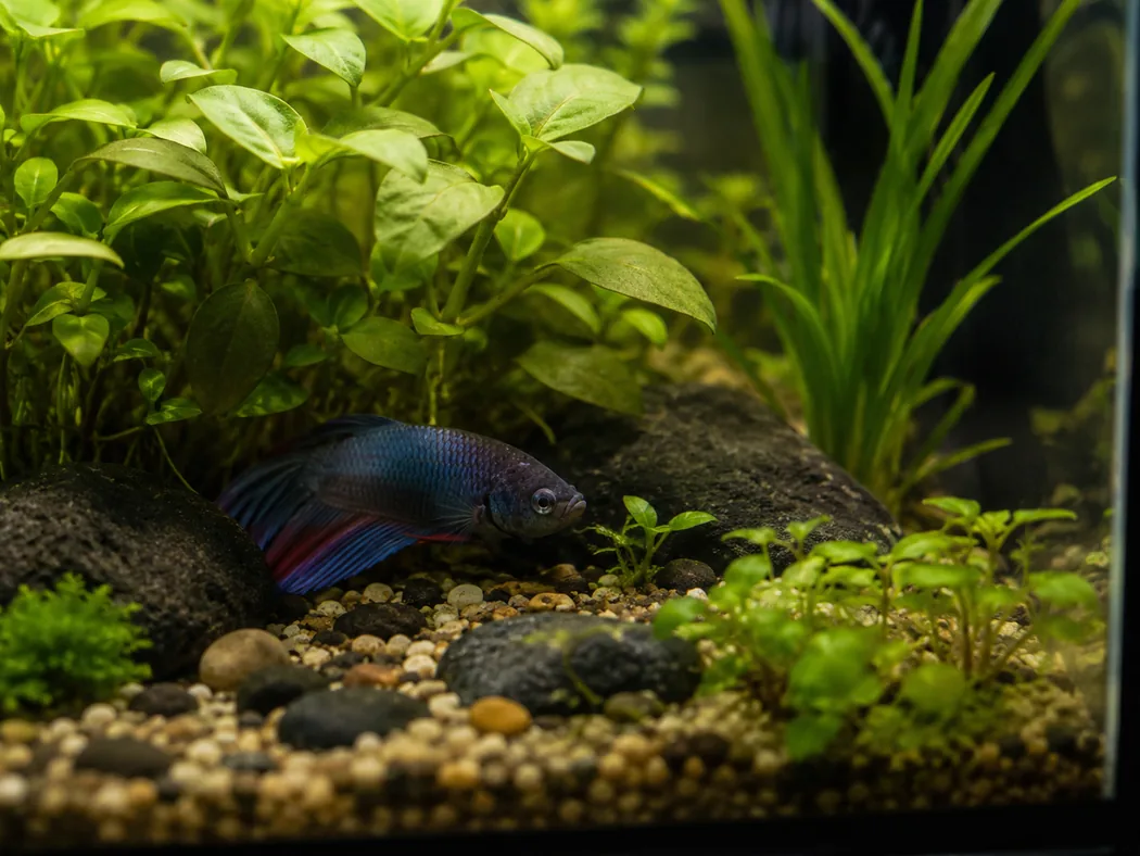 Lethargic betta resting low in planted aquarium cover