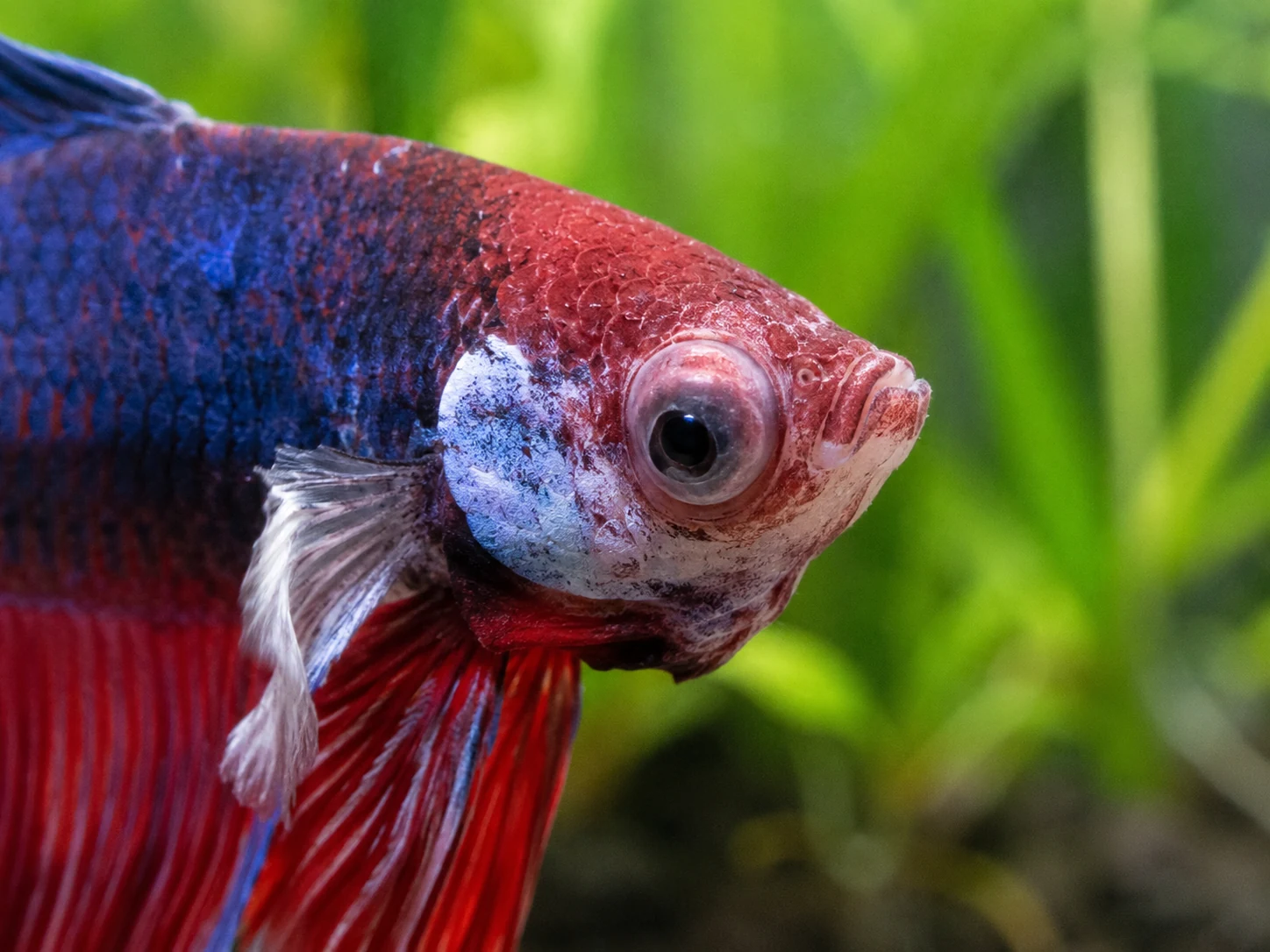 One swollen eye often points toward injury, but progression and water tests still matter.
