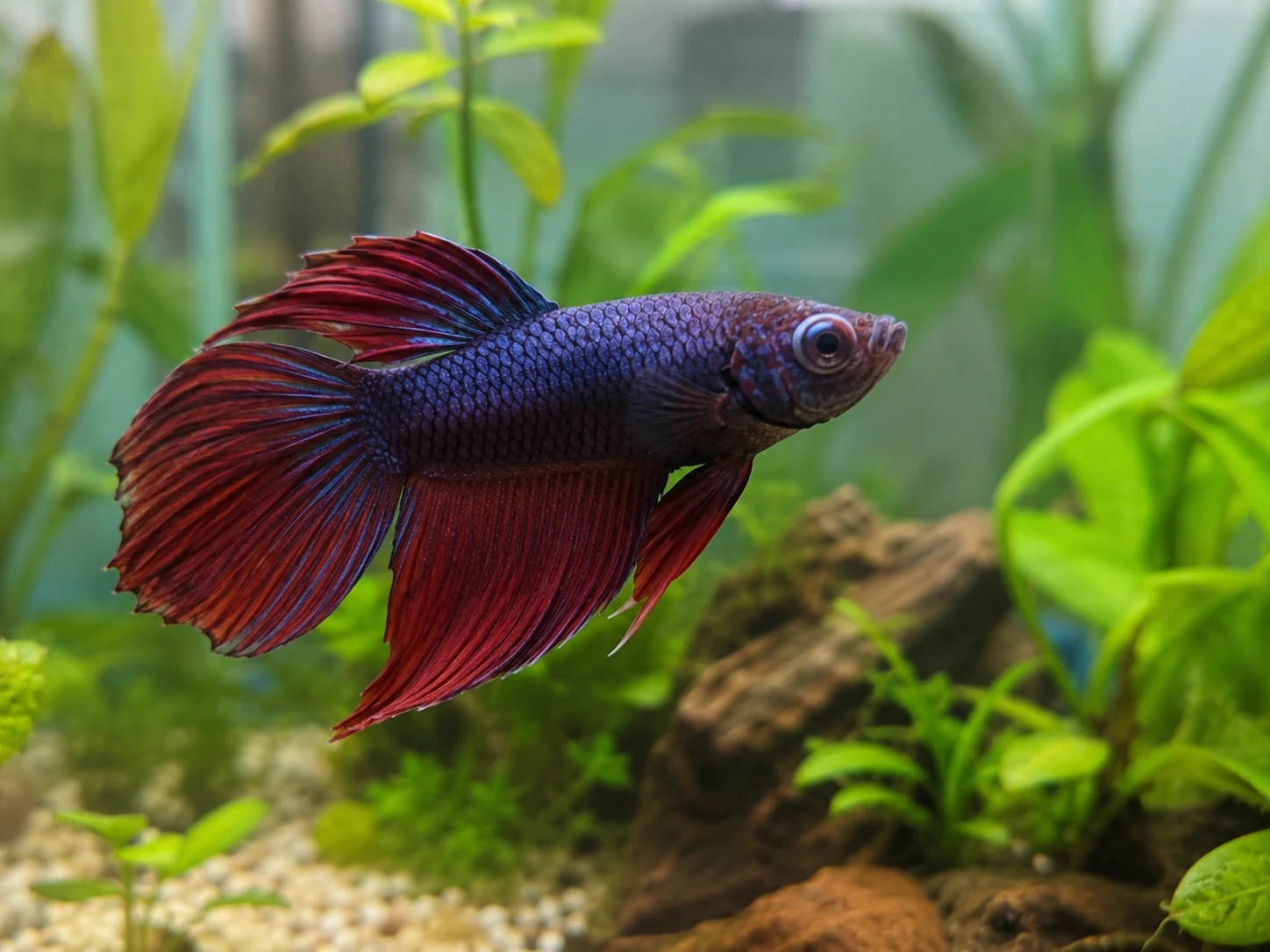 Betta fish with one swollen eye in a clean planted aquarium