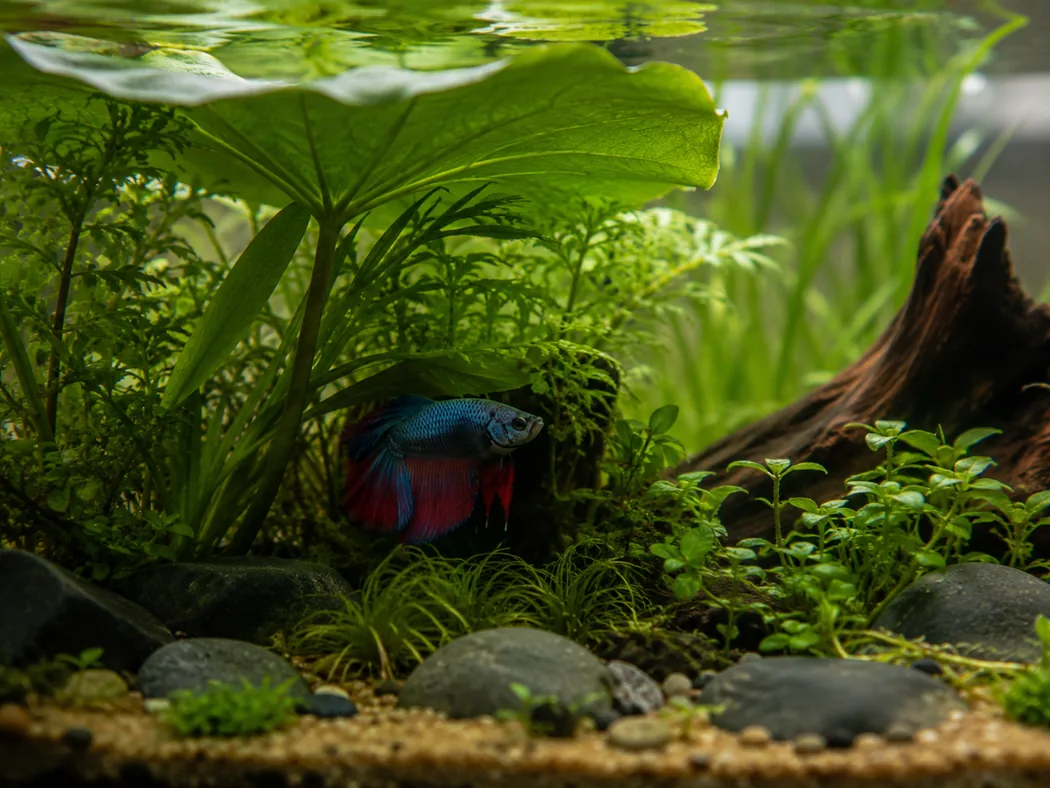 Betta fish resting calmly in planted cover