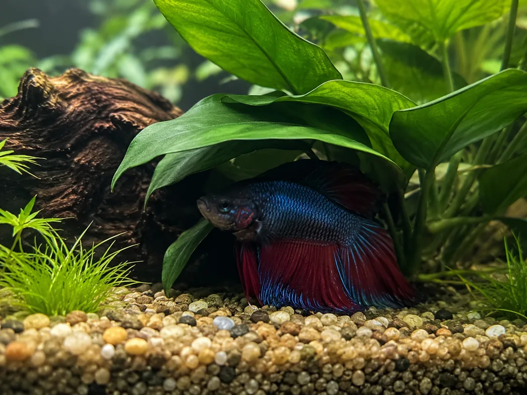 Betta resting normally under broad aquatic plant leaves