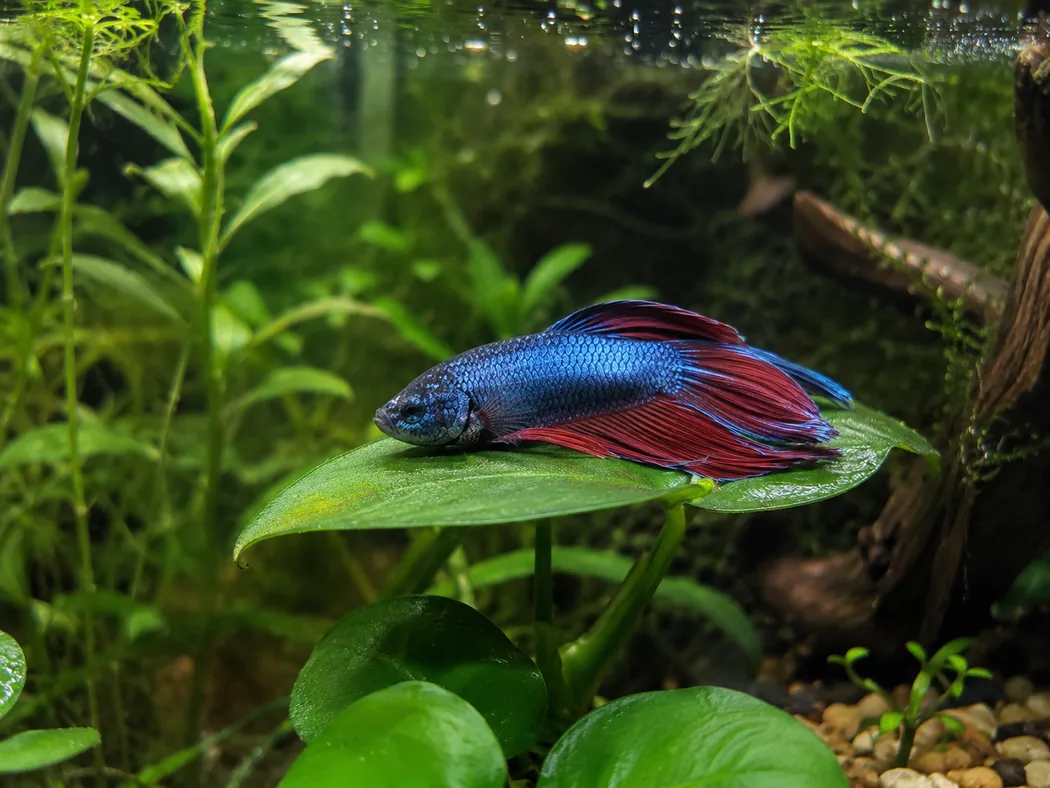 Betta fish resting calmly on a leaf in a planted aquarium