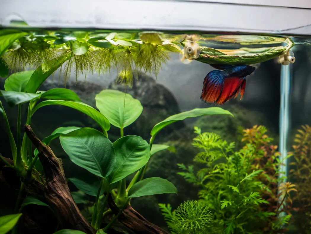 Betta resting places near the surface with broad leaves and floating plants
