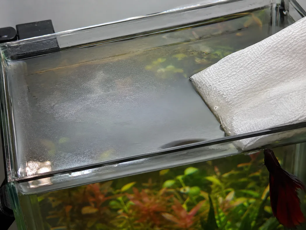 Aquarium surface film being removed with a clean paper towel