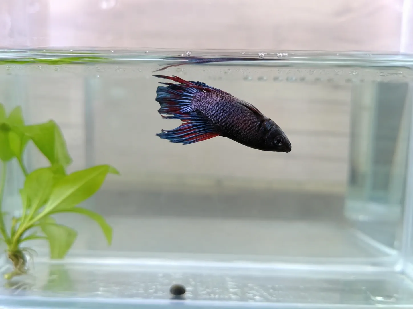 Betta Swim Bladder Disease Hero