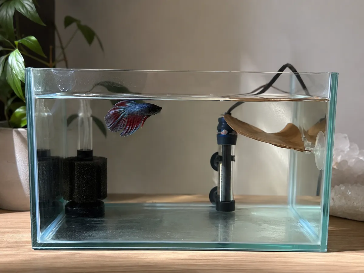 Betta Thermometer Digestion Check