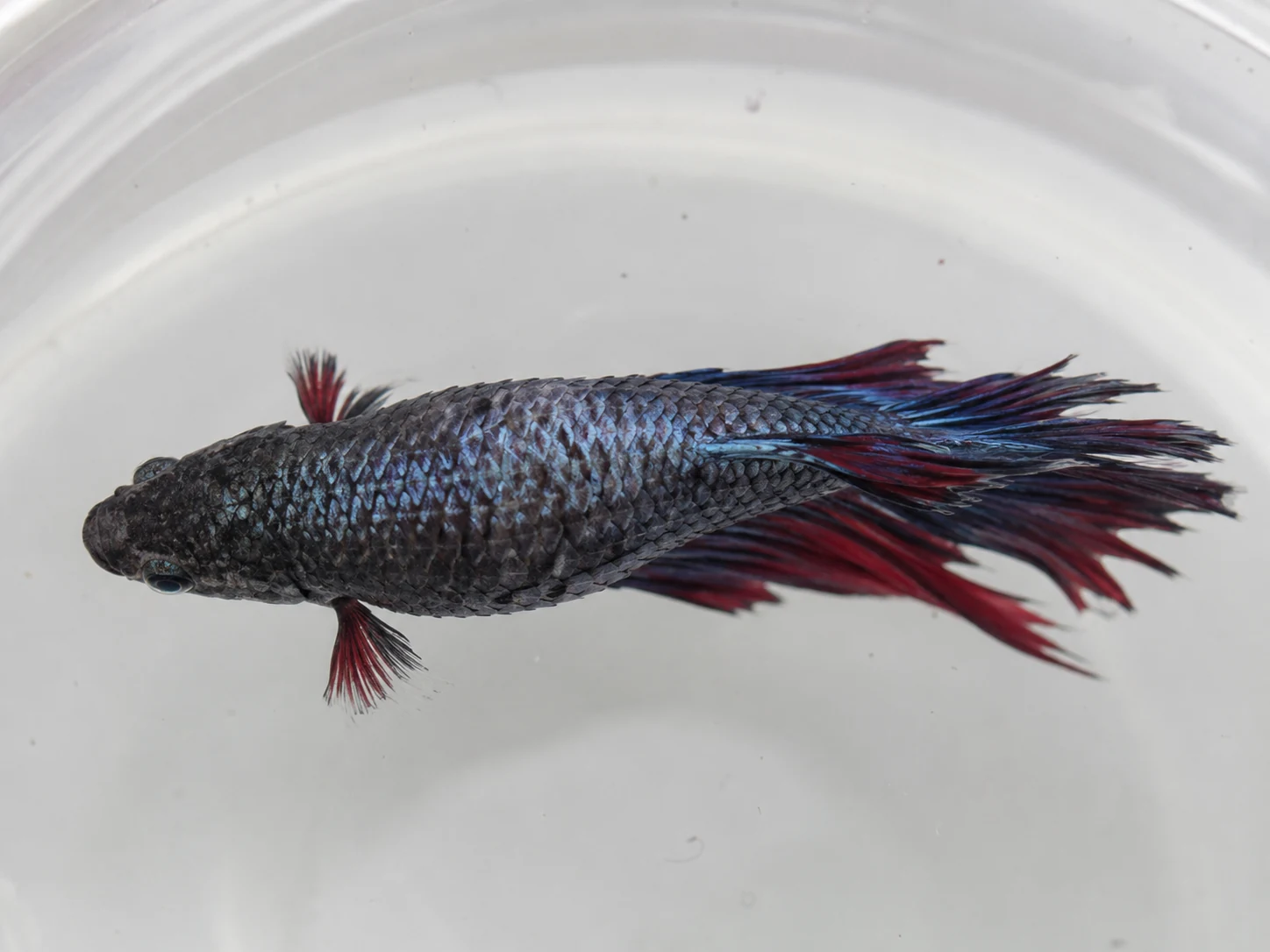 Top-down view is the fastest way to catch pineconing before it becomes impossible to ignore.