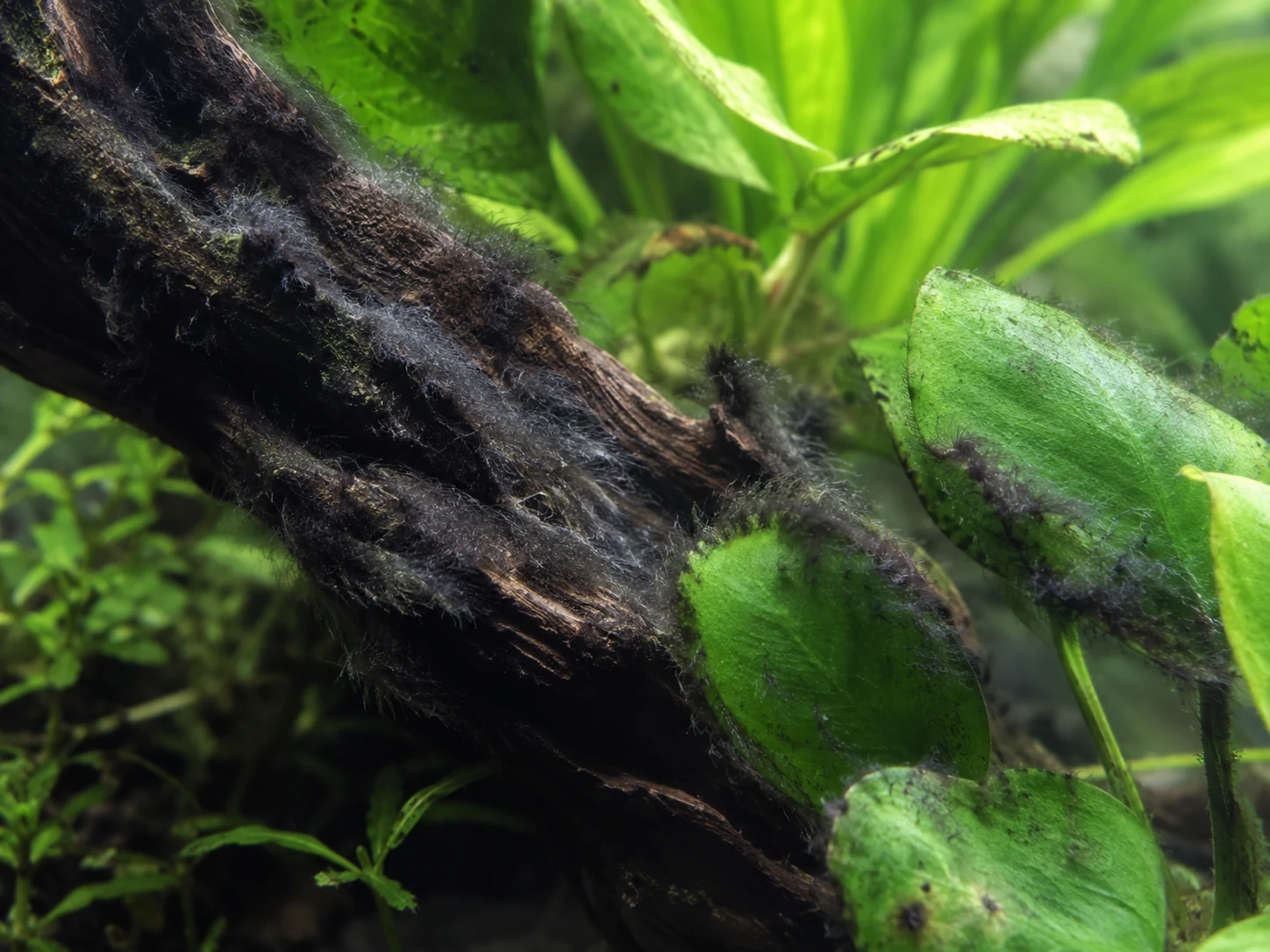 Black beard algae tufts on driftwood and slow-growing plant leaves