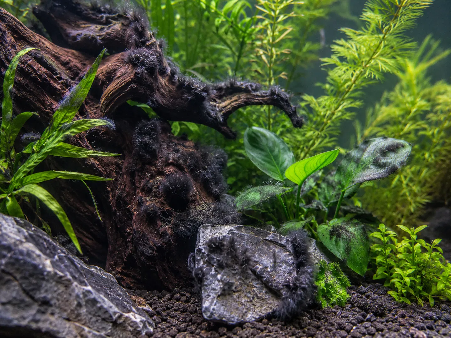 Black Beard Algae in Aquariums: Causes, Removal, and How to Stop It Coming Back