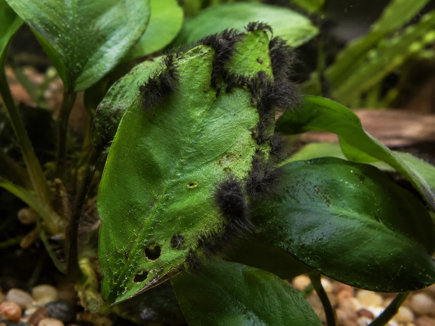 Black Beard Algae On Anubias