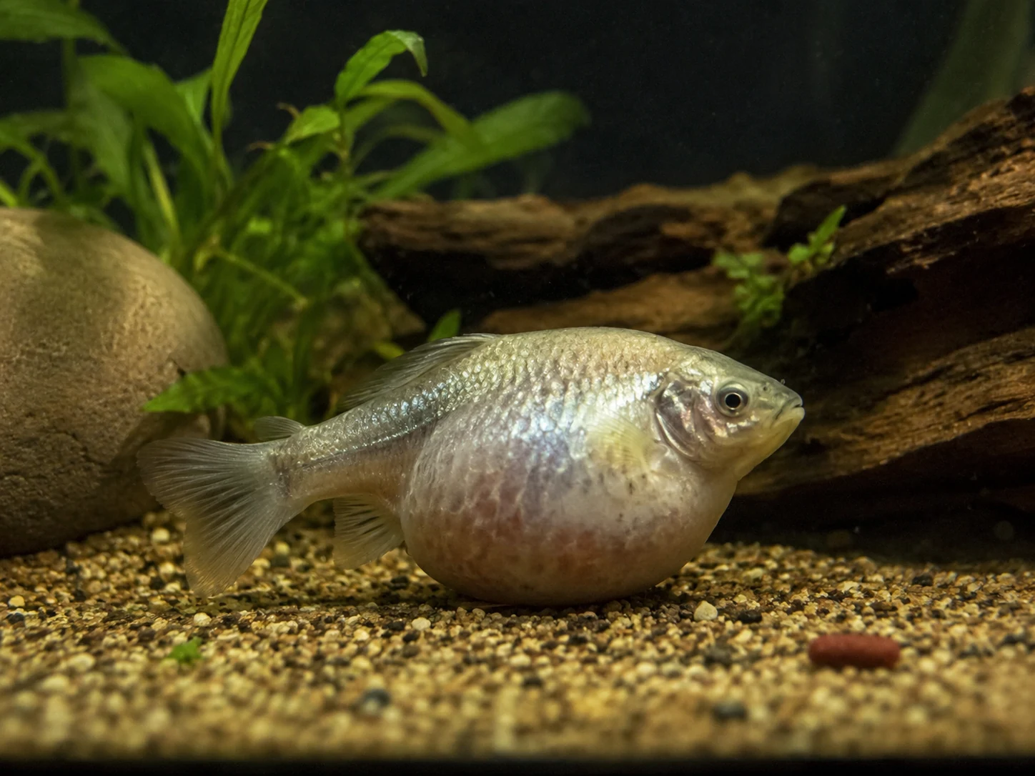 Bloated freshwater fish refusing food near the bottom