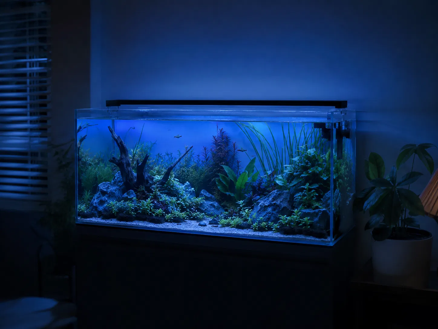 Blue Moonlight Not Overnight