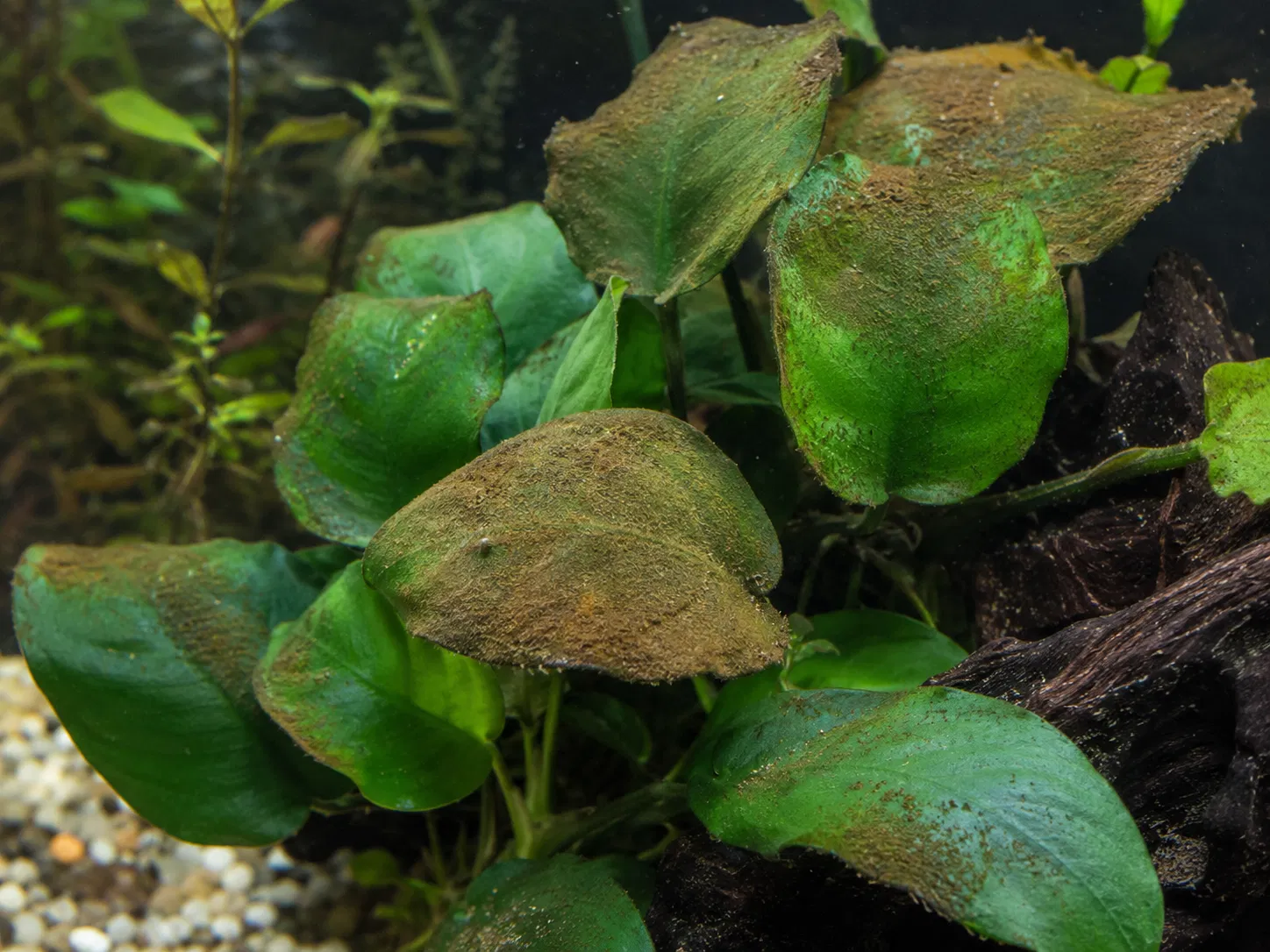 Brown Algae On Anubias Leaves