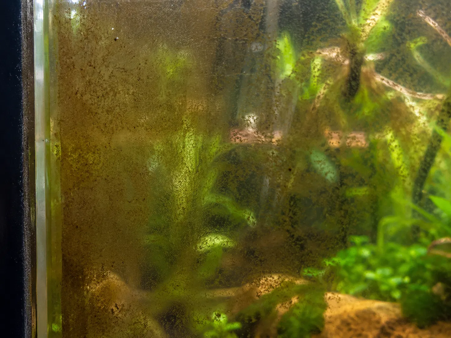 Brown Algae On Glass Closeup