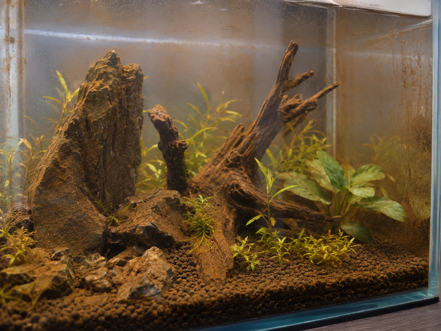Brown diatom algae coating glass and substrate in a new aquarium