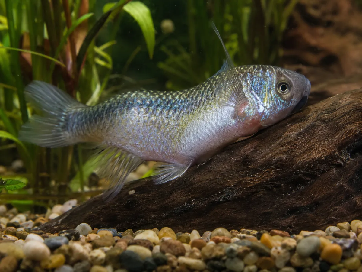 Chlorine Water Change Risk