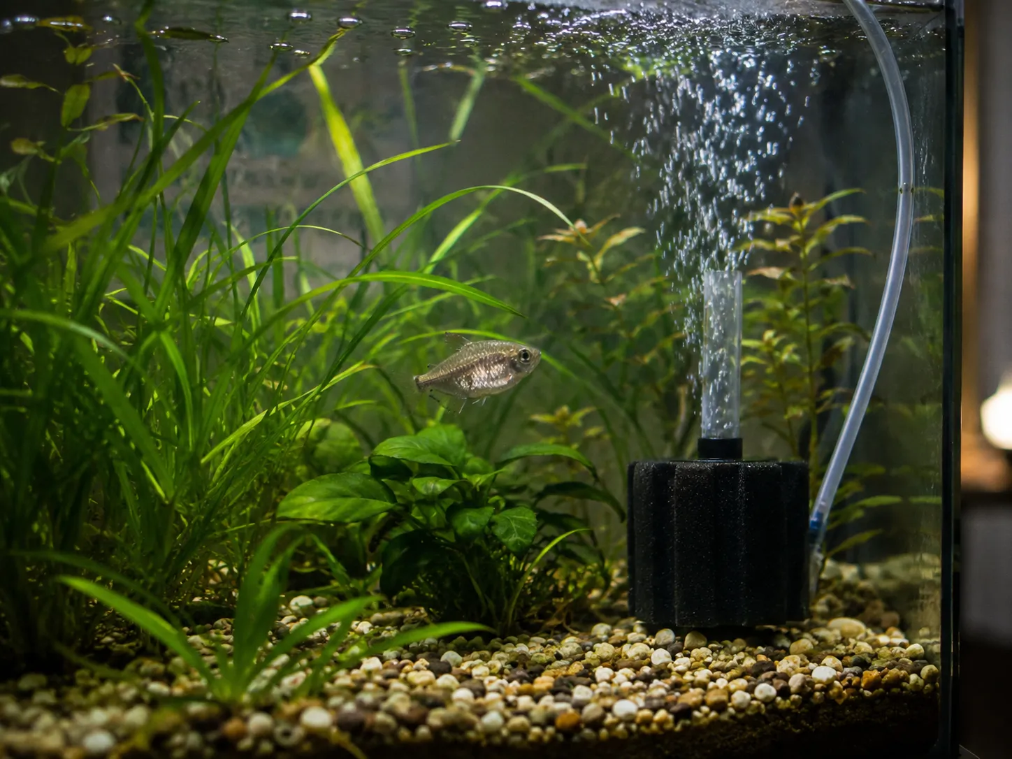 Clamped Fins Fish Hero