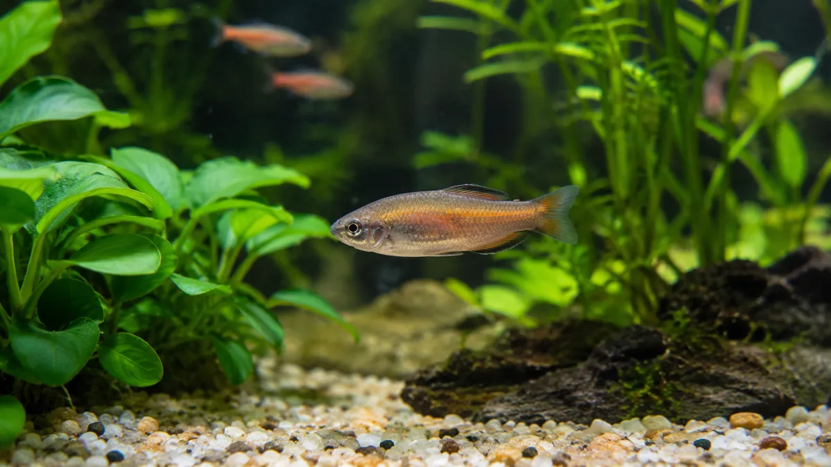 Clamped Fins Group Stress