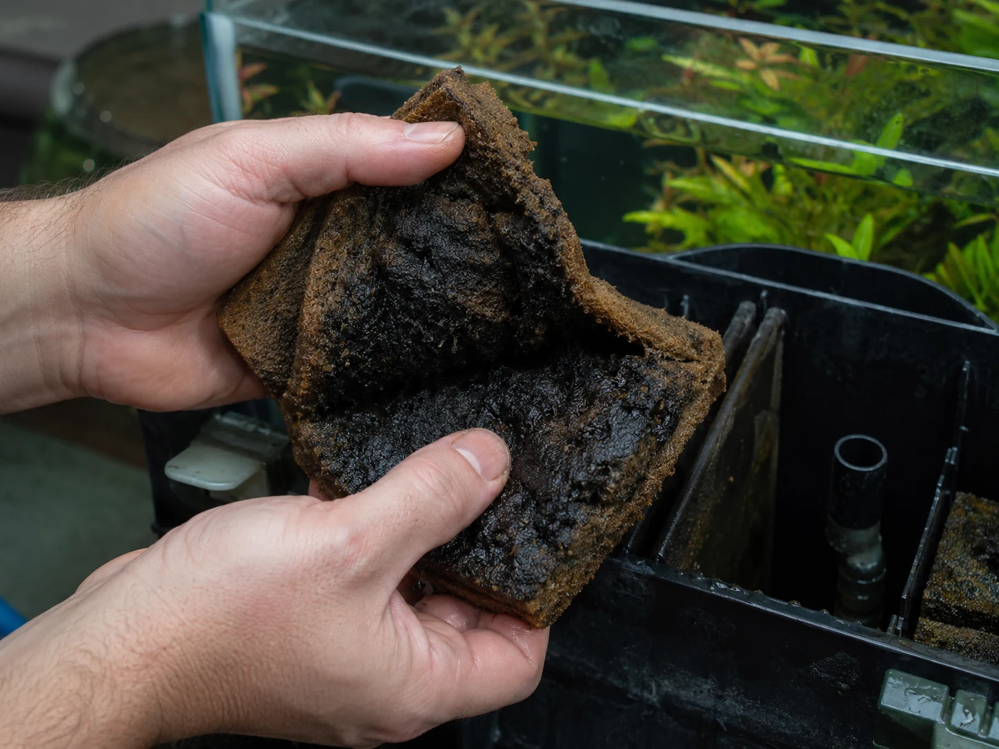 Dirty aquarium filter media being checked during maintenance