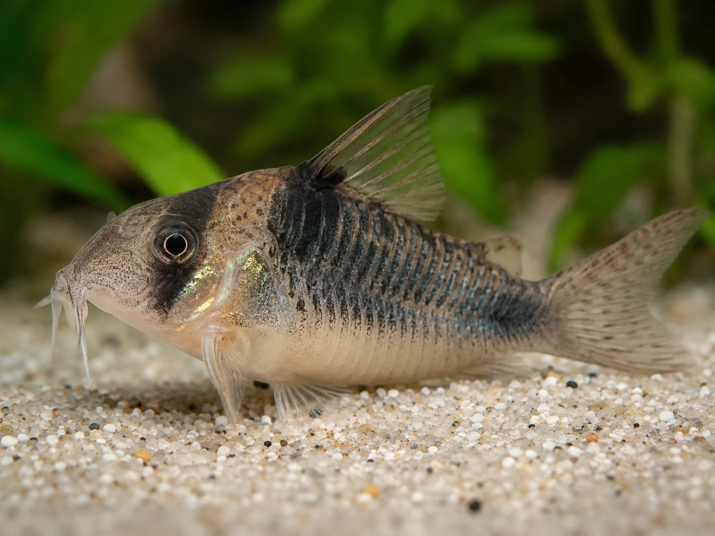 Corydoras Belly Barbel Check