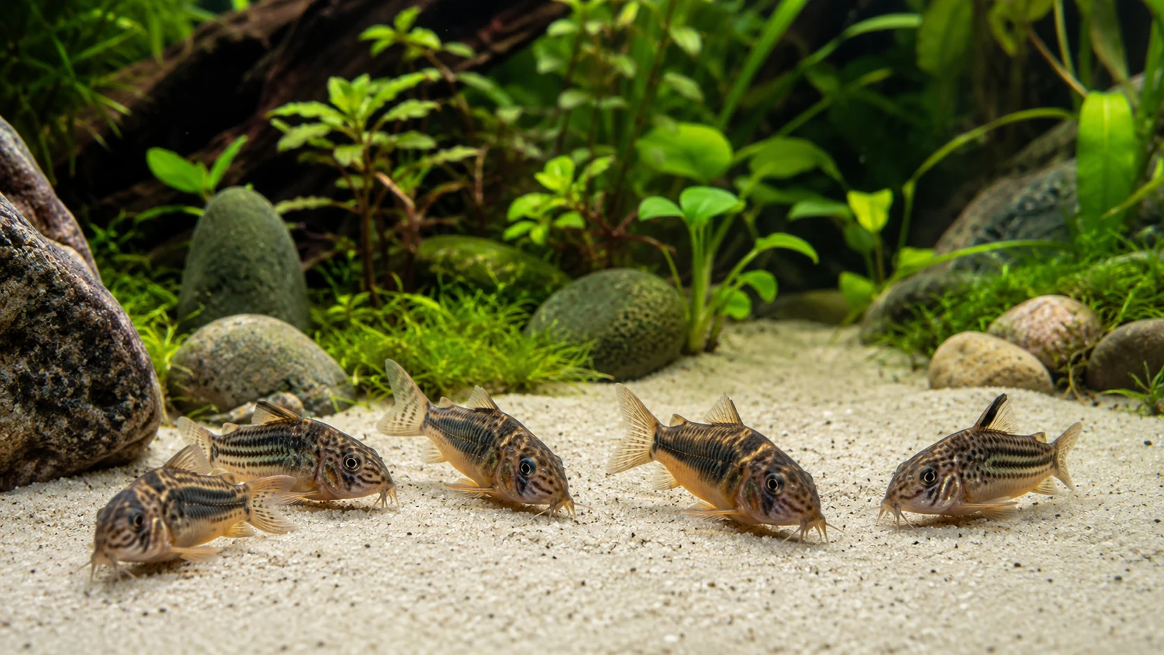 Corydoras Care Guide