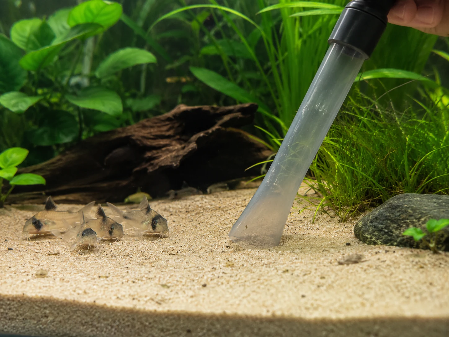 Corydoras Gentle Siphon Cleaning