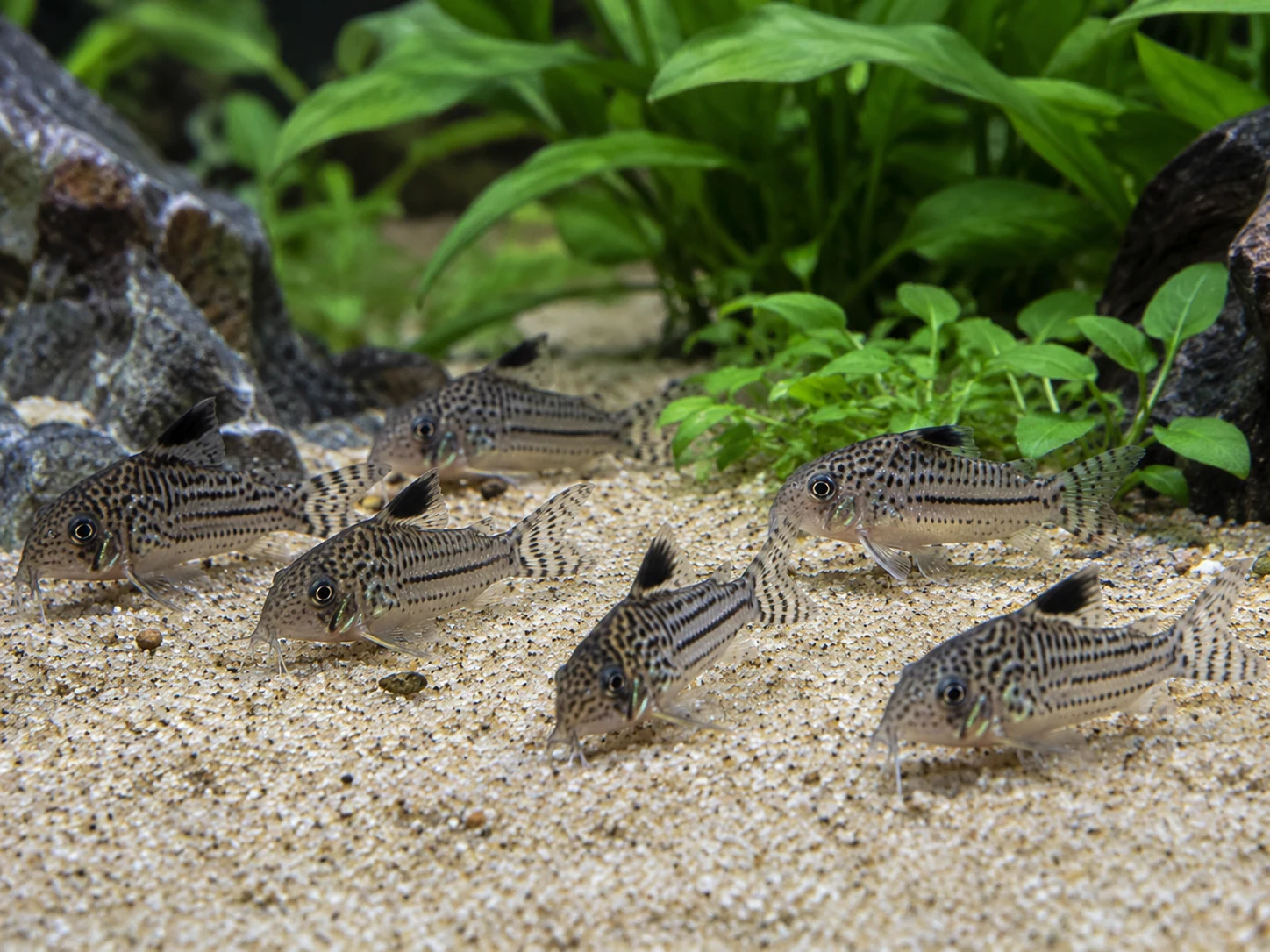 Corydoras Group Resting Together