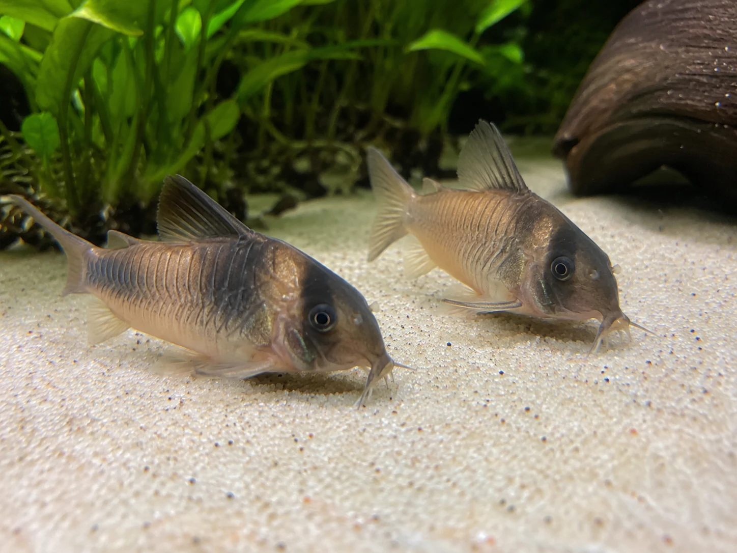 Corydoras Smooth Sand Substrate