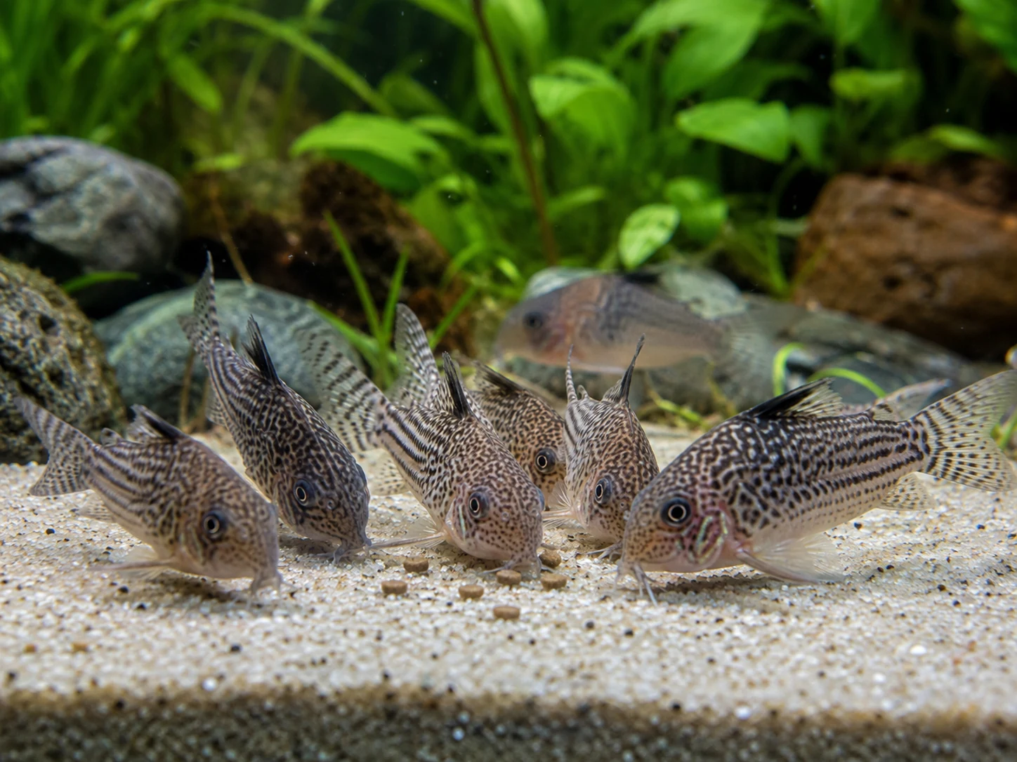 Corydoras Target Feeding Sinking Food