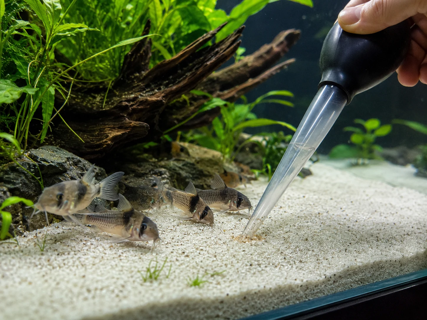 Corydoras Turkey Baster Leftovers