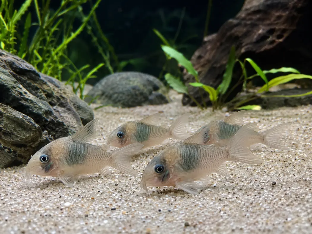Corydoras 20 gallons · bottom dwellers