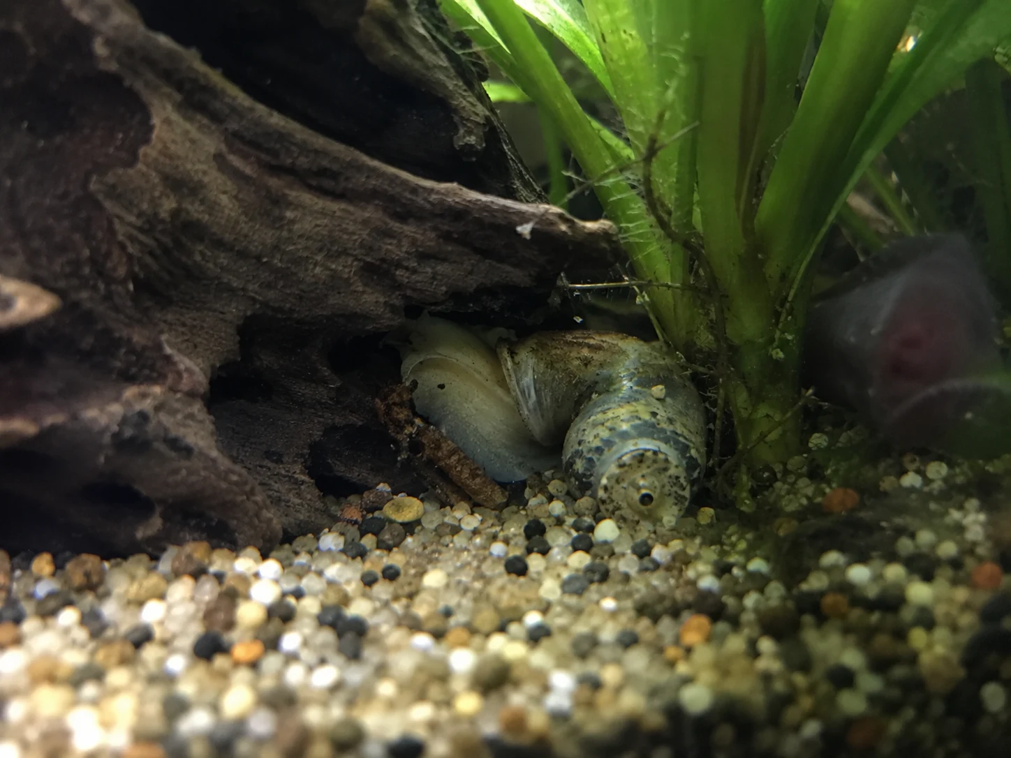Dead snail shell hidden behind aquarium decor