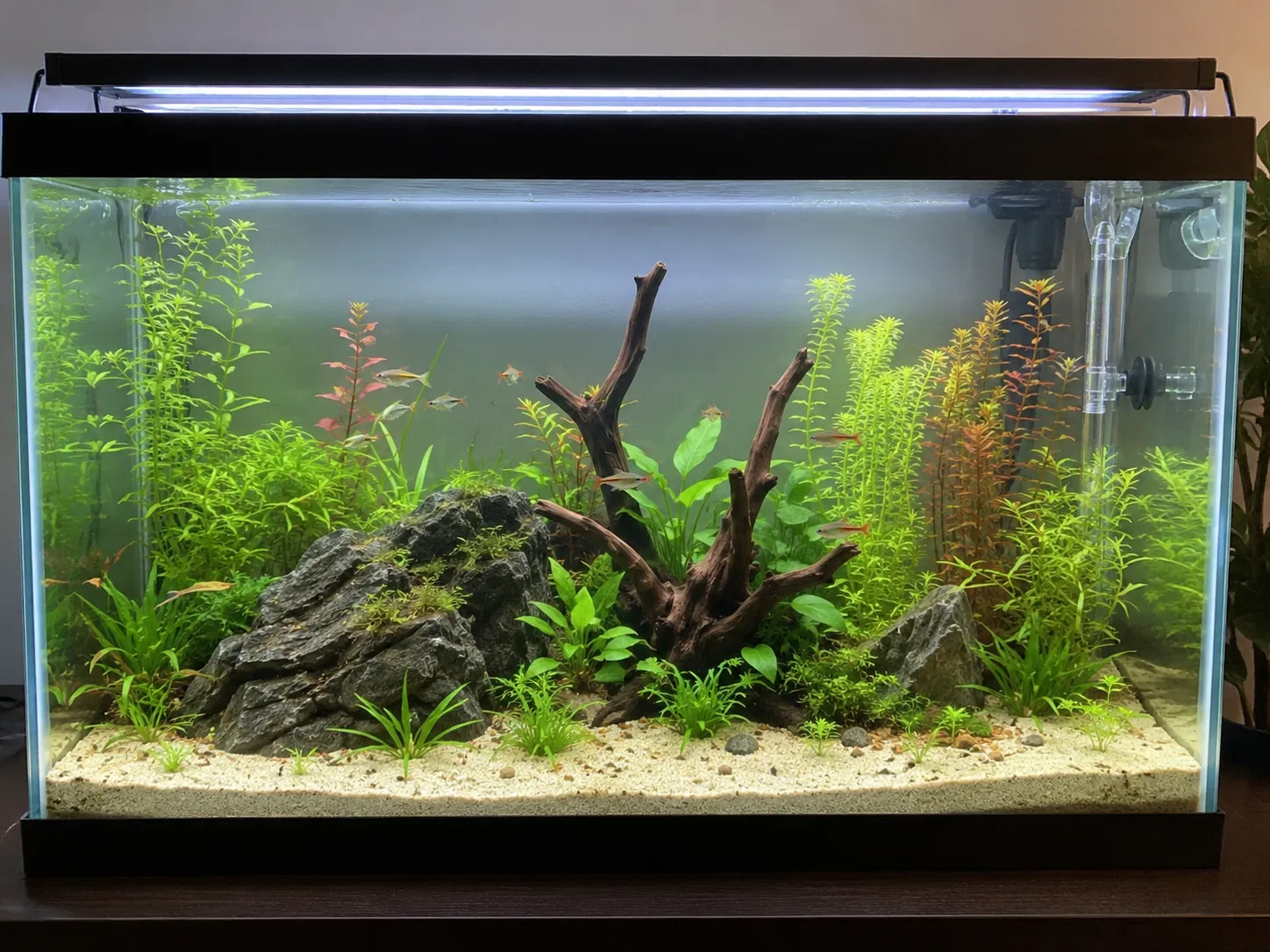 Diatom Recovery Clear Tank