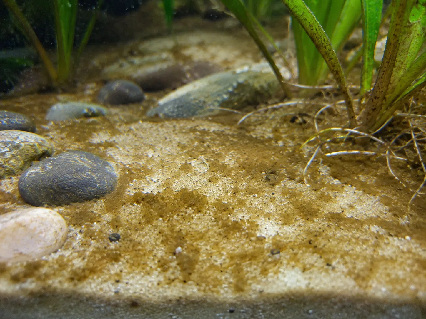 Diatoms On Sand Substrate