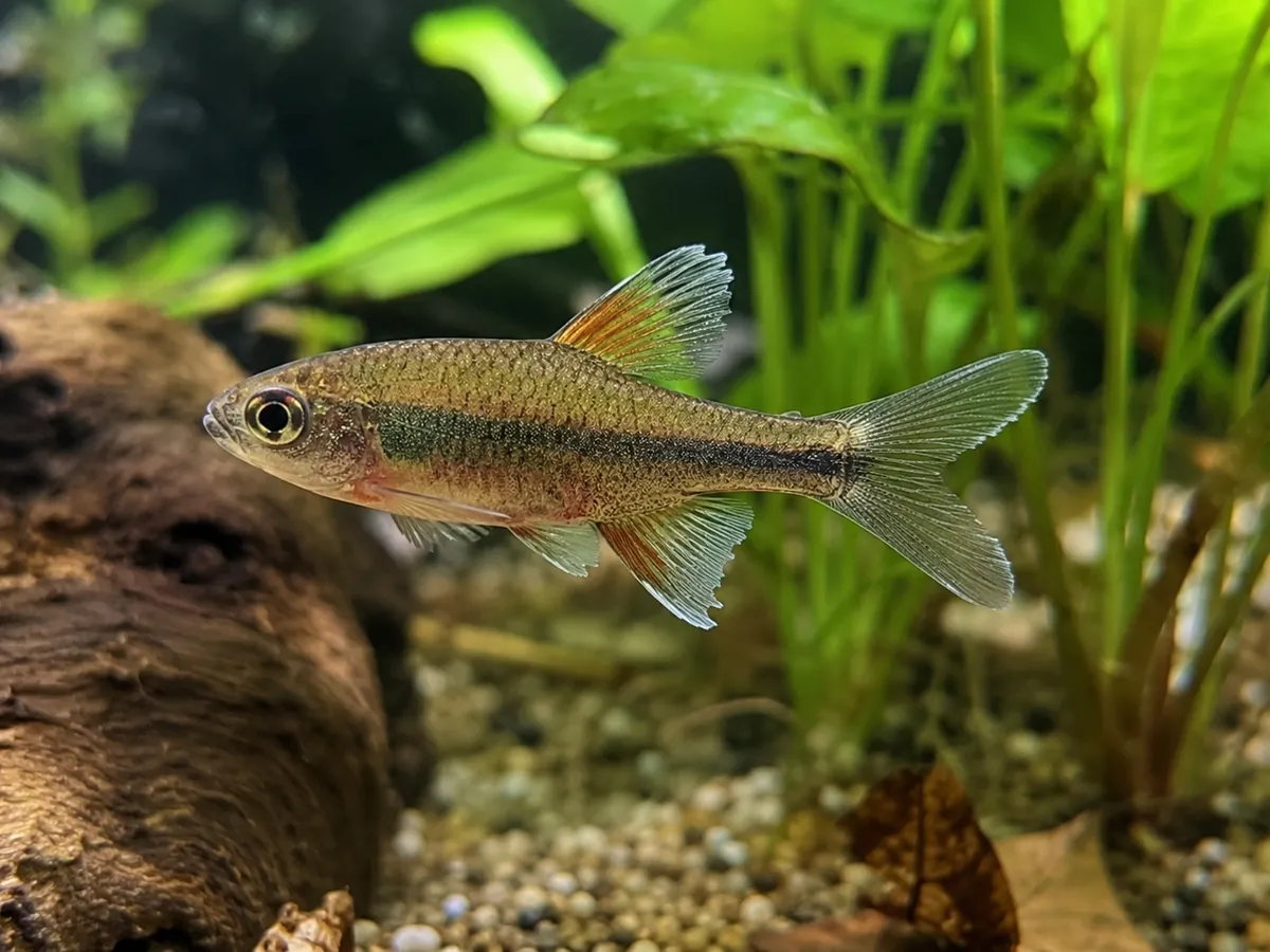 Early Fin Rot Closeup