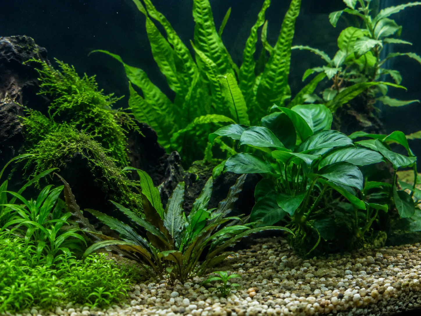 Hardy low-light aquarium plants such as Anubias, Java fern, and crypts